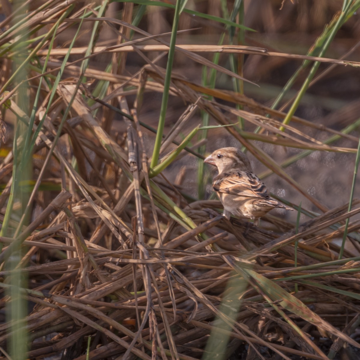 House Sparrow - ML502570501