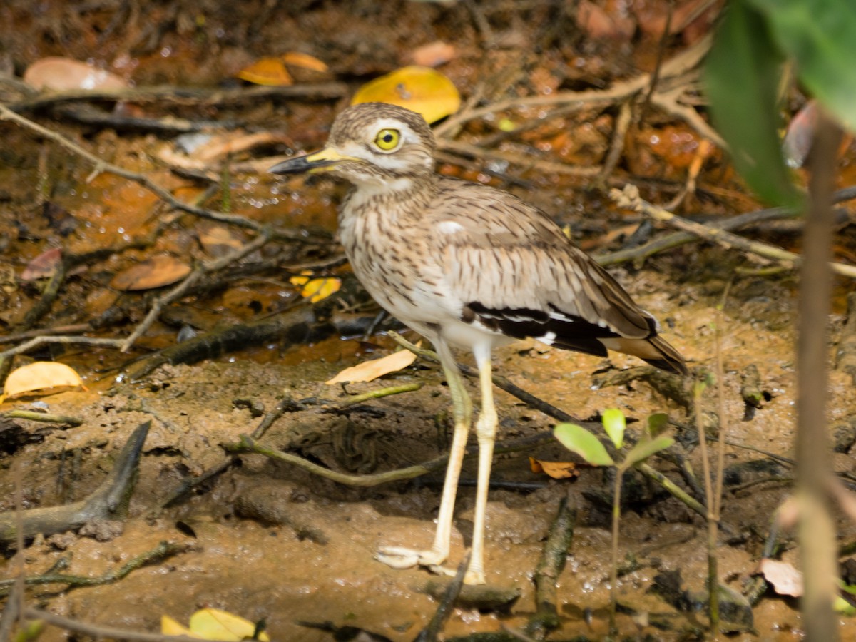 Senegal Thick-knee - ML502570611