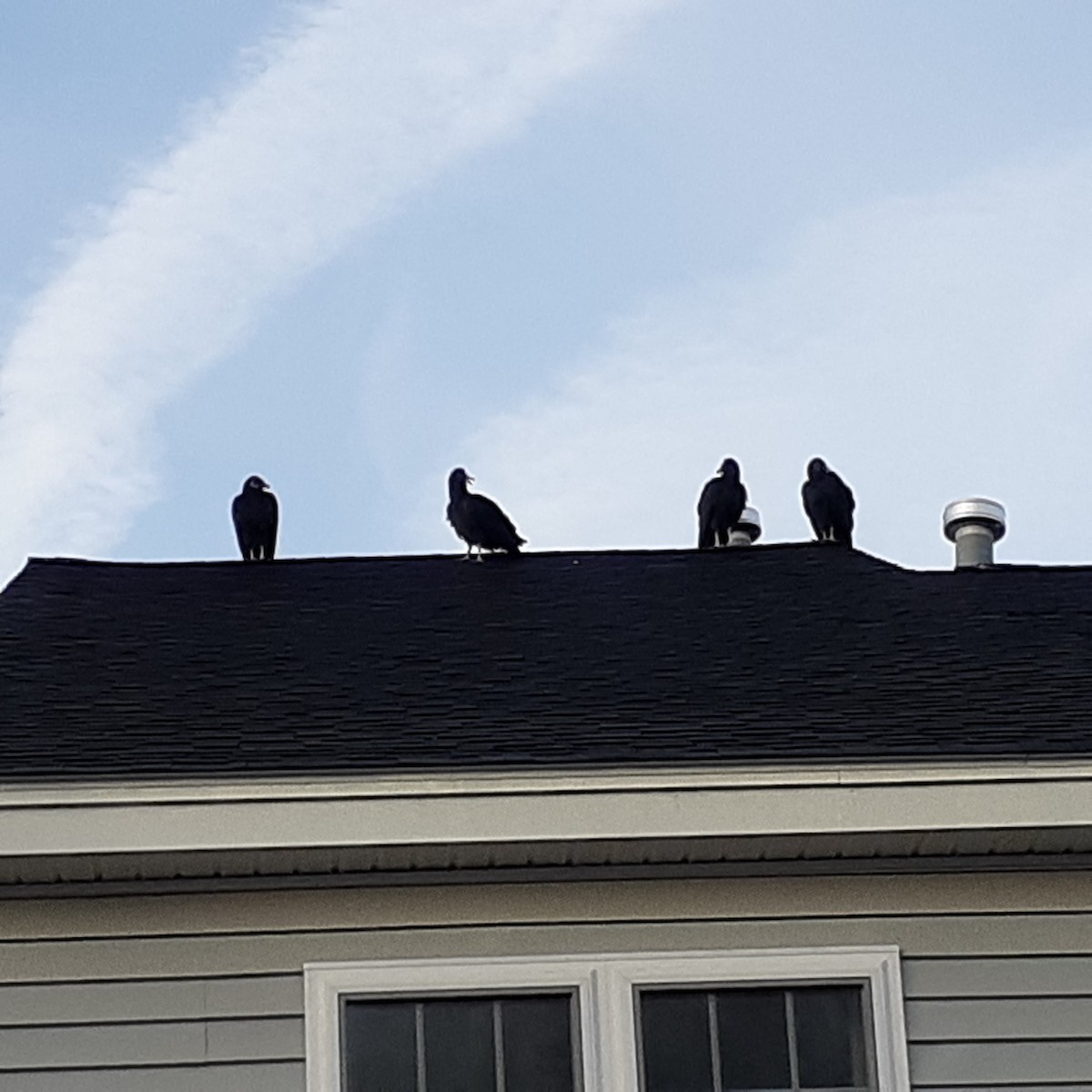 Black Vulture - ML502570991