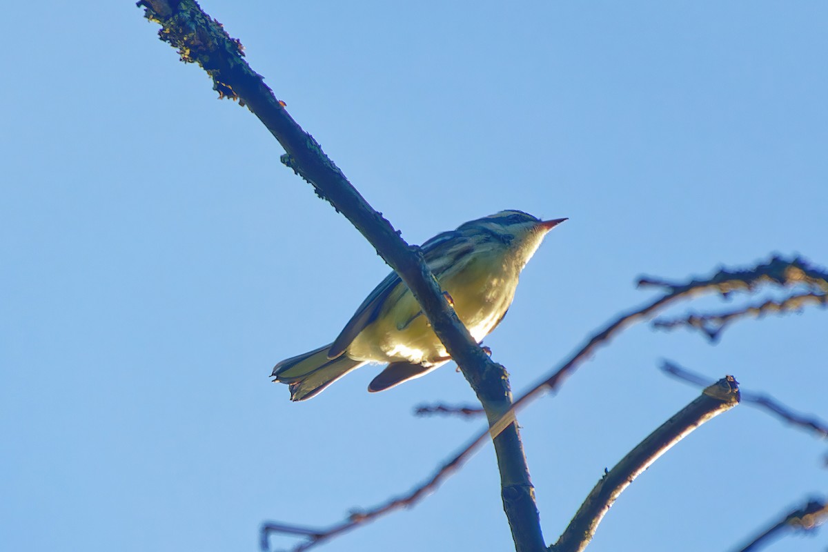 Black-throated Gray Warbler - ML502571511