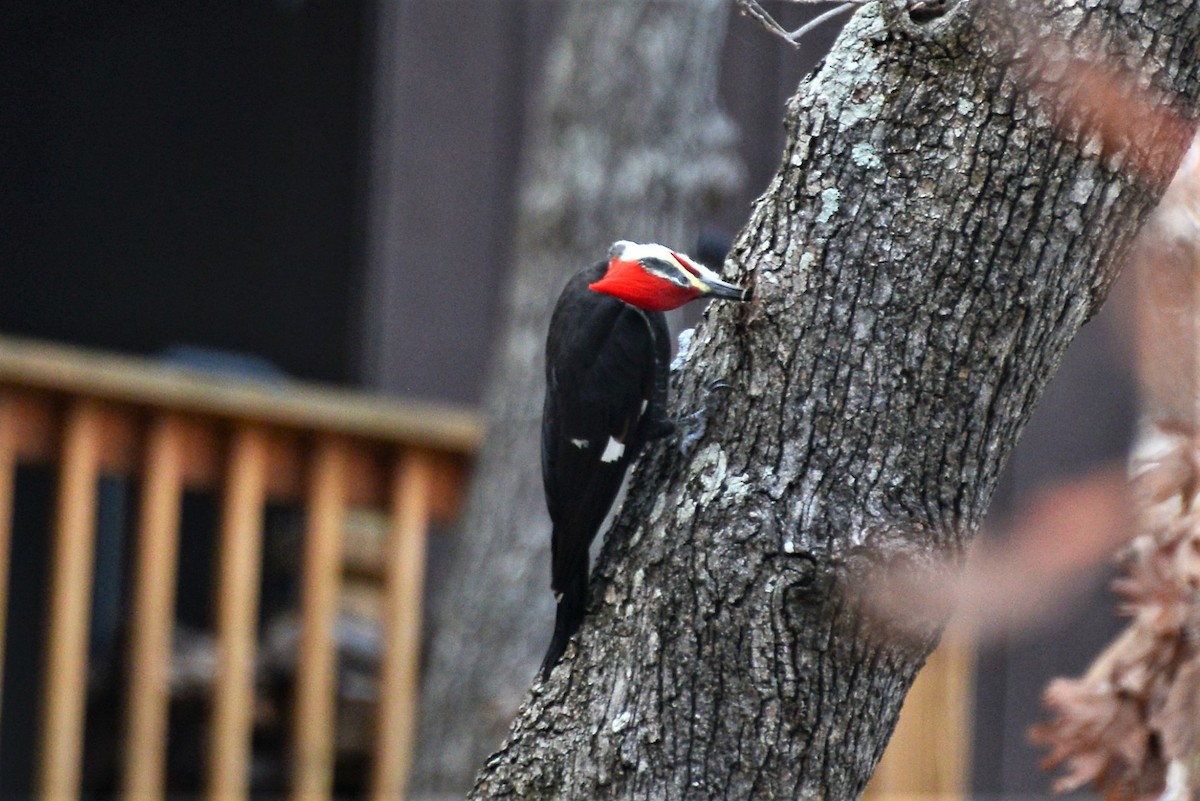 Pileated Woodpecker - ML502571881