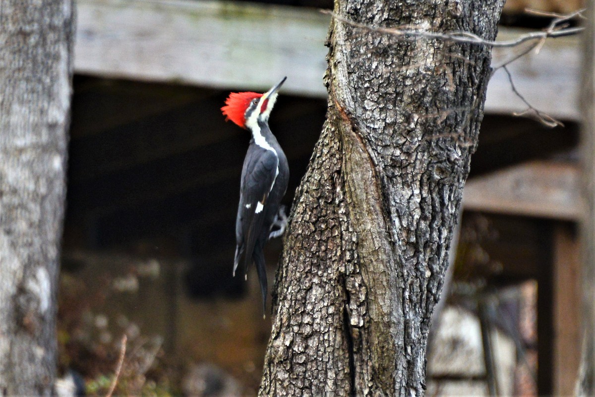 Pileated Woodpecker - ML502571891