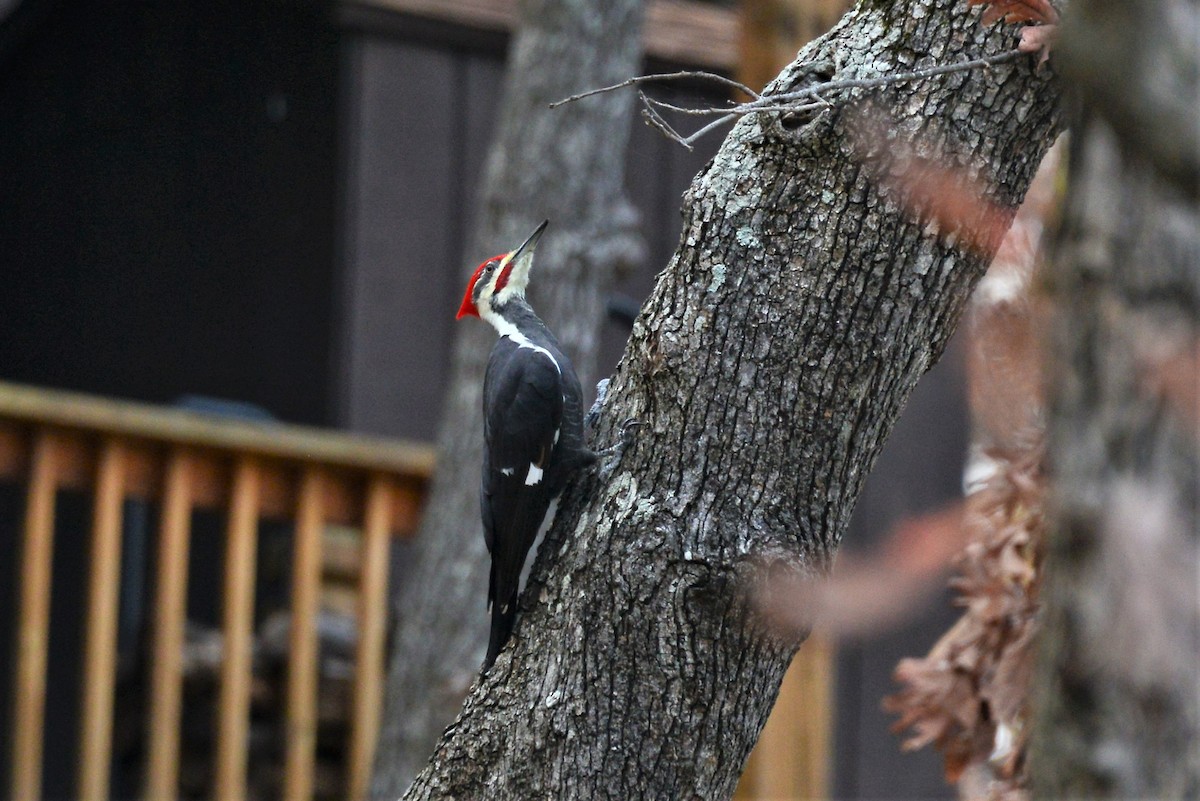 Pileated Woodpecker - Victor Webber