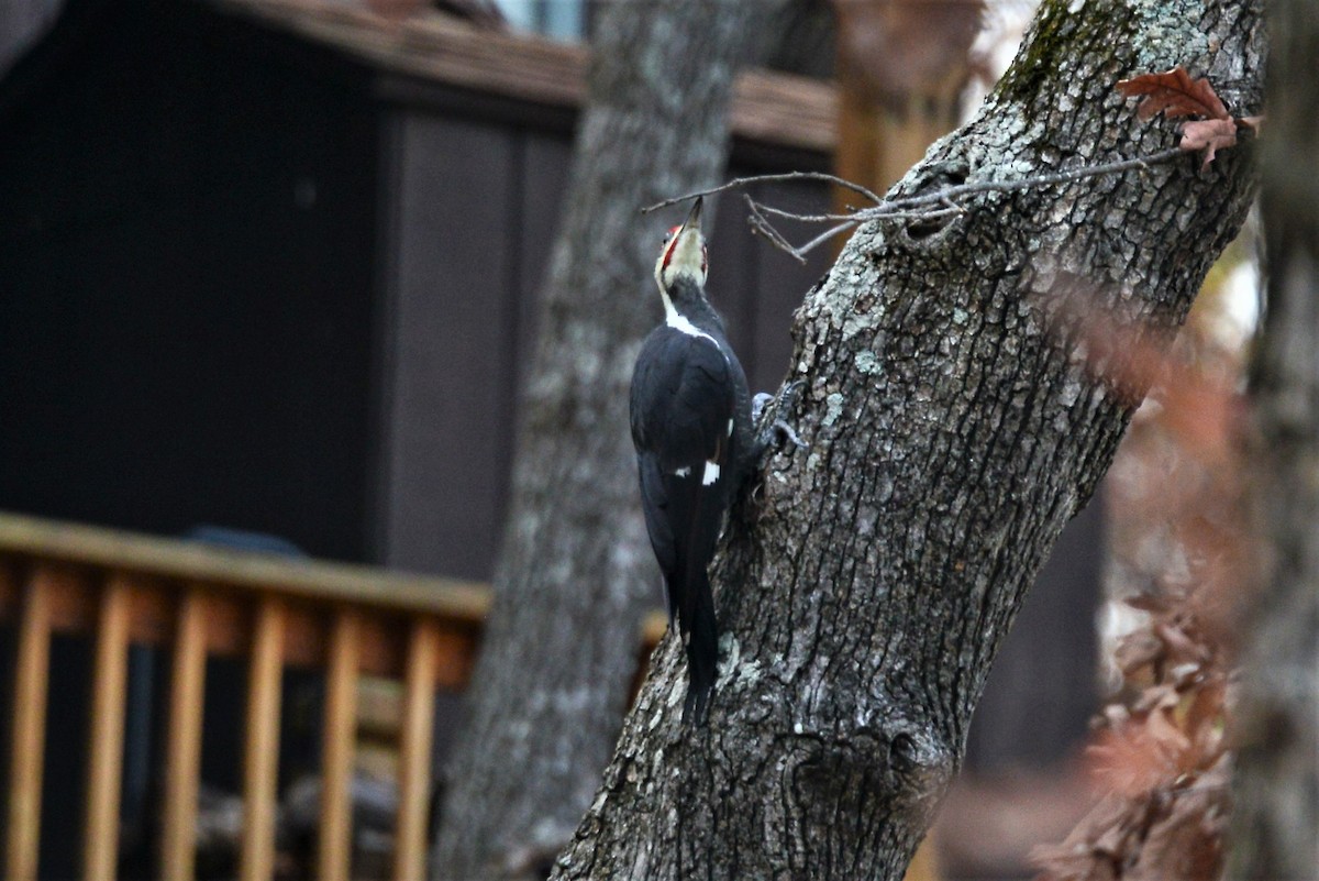 Pileated Woodpecker - Victor Webber