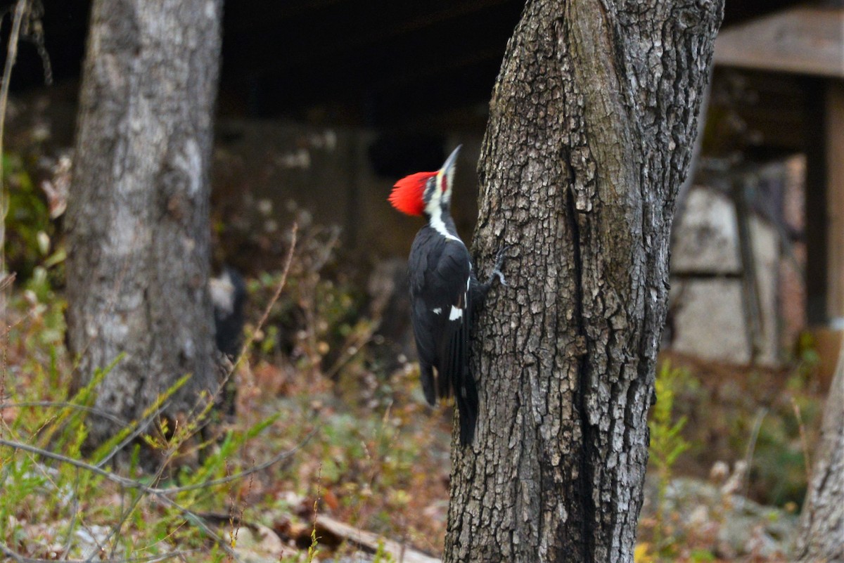 Pileated Woodpecker - Victor Webber