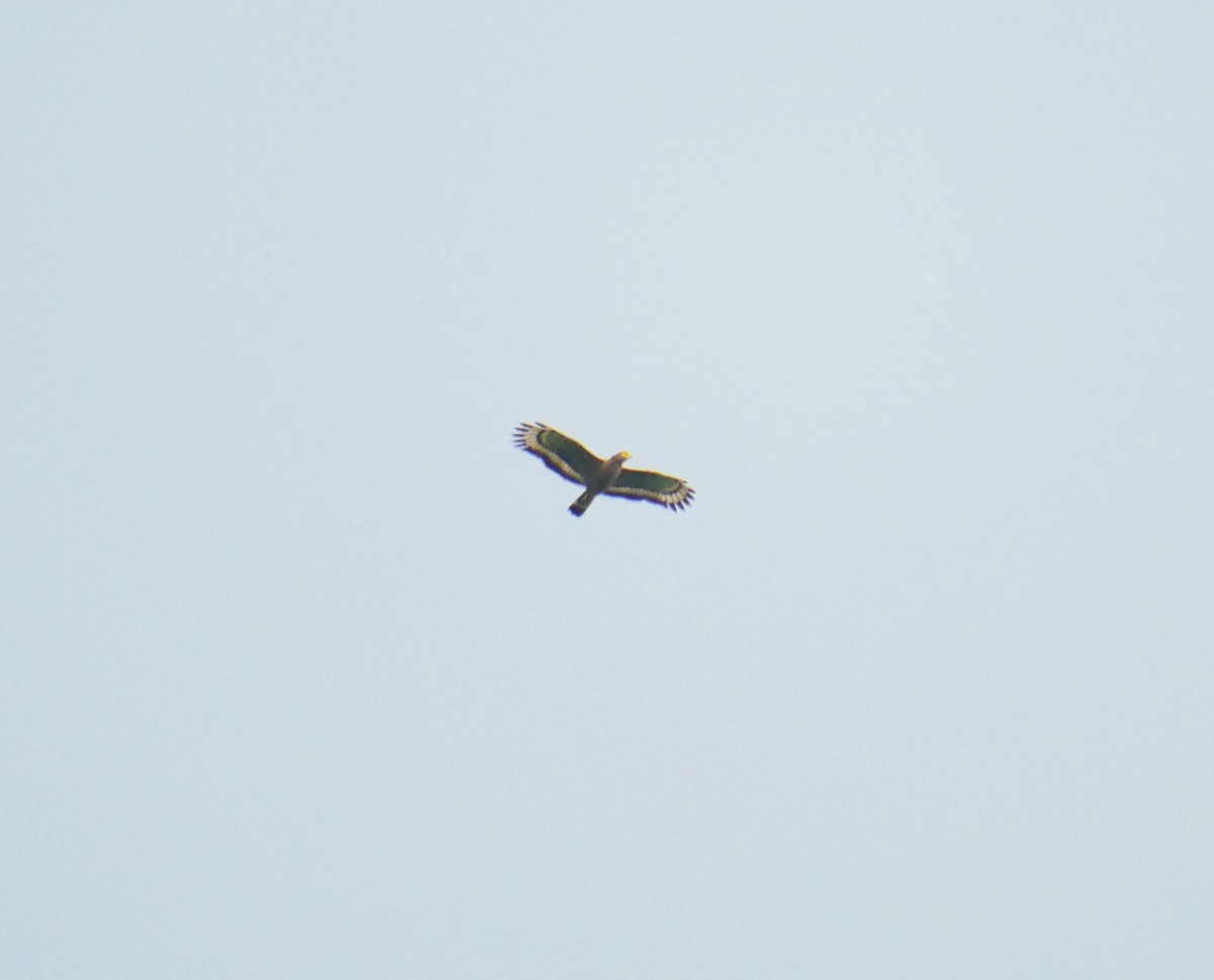 Crested Serpent-Eagle - ML502572751