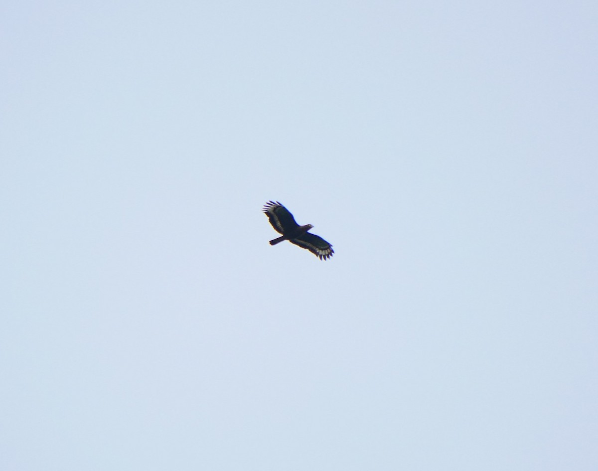 Crested Serpent-Eagle - ML502572761