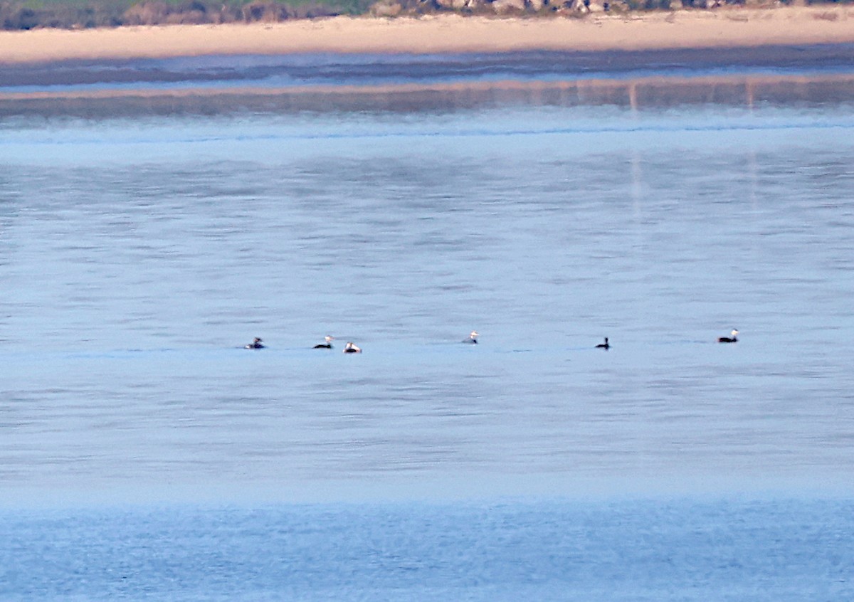 Great Crested Grebe - ML502574561