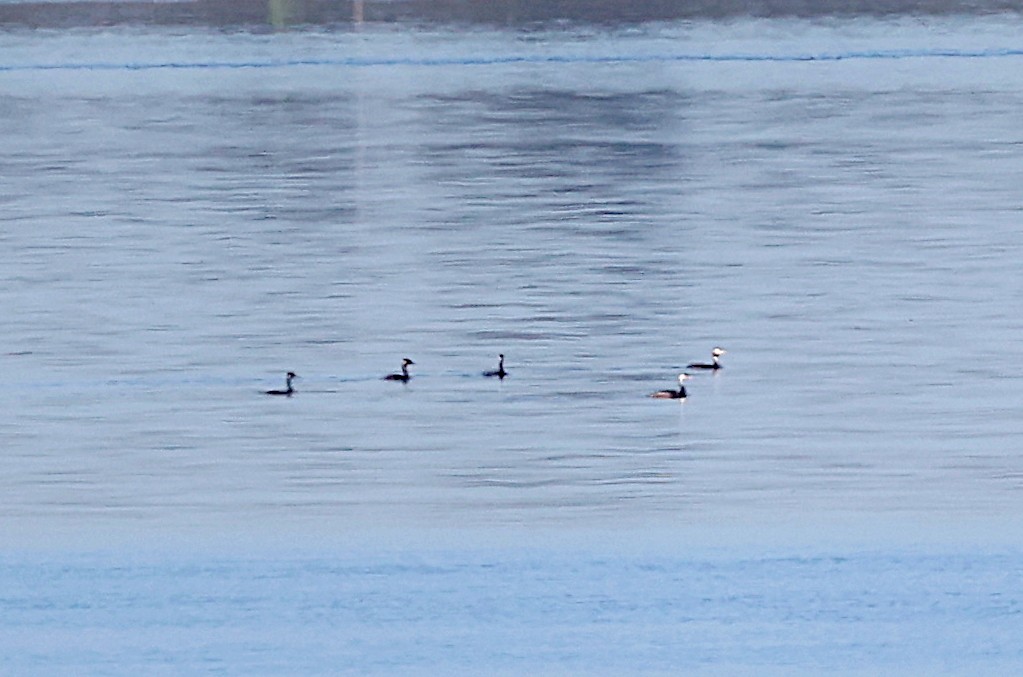 Great Crested Grebe - ML502574611