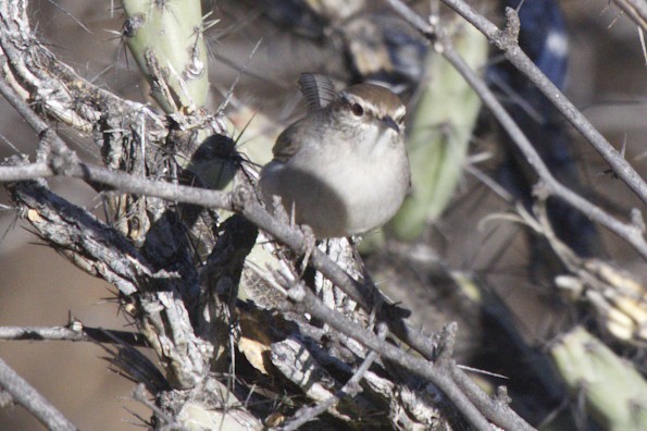 Bewick's Wren - ML50257491