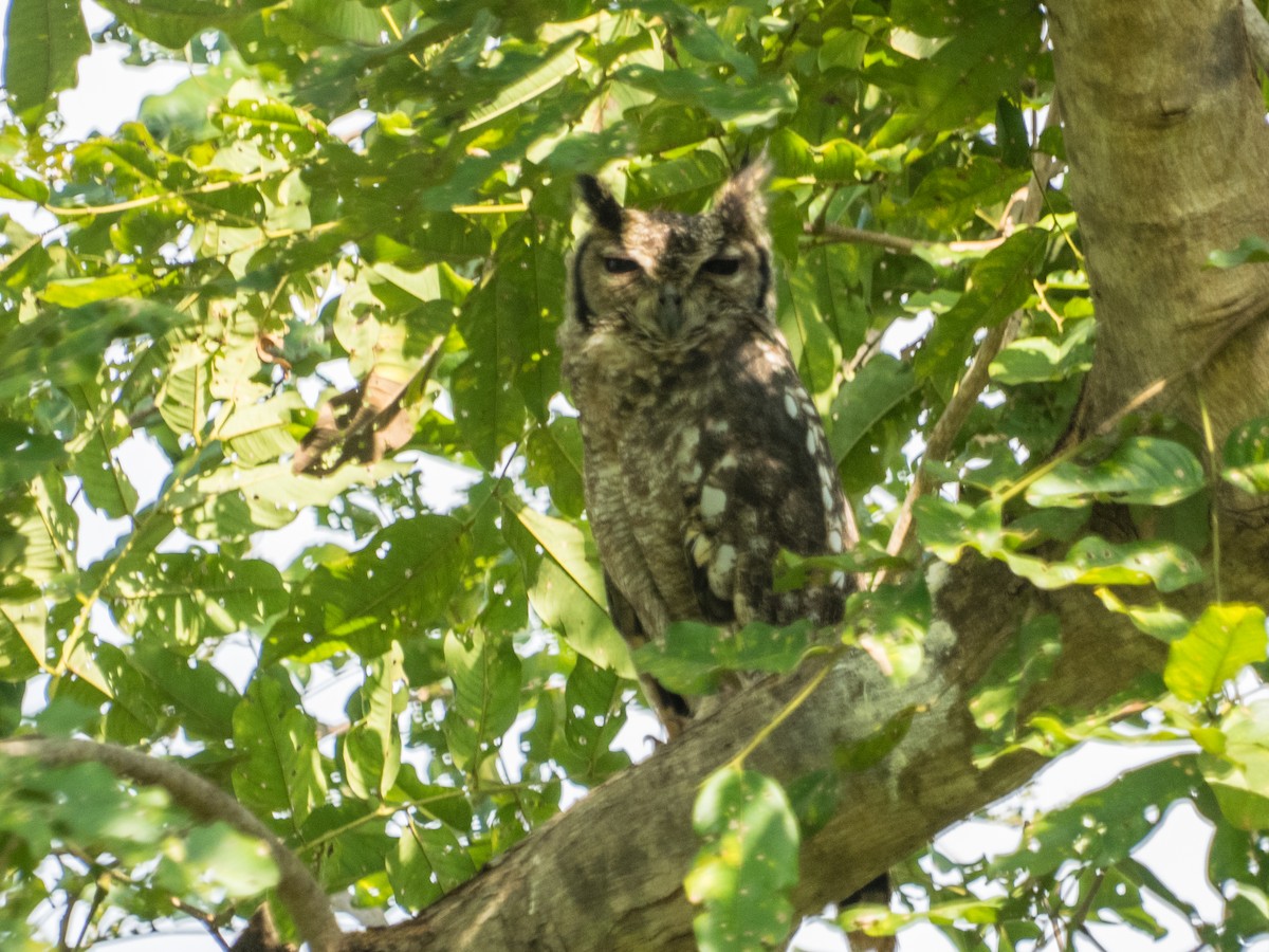 Grayish Eagle-Owl - Nick Cairns