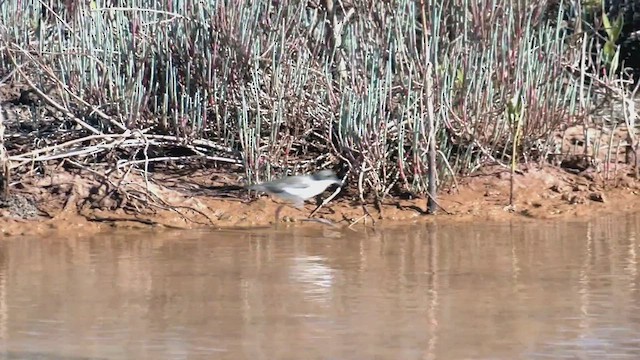 Red-kneed Dotterel - ML502576551