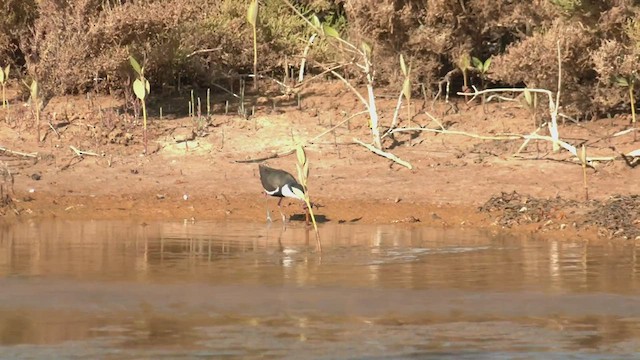 Red-kneed Dotterel - ML502576591