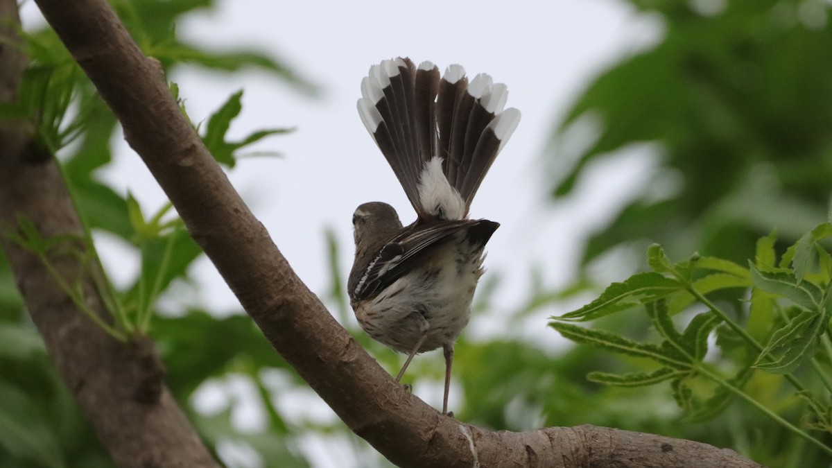 Red-backed Scrub-Robin - Bez Bezuidenhout