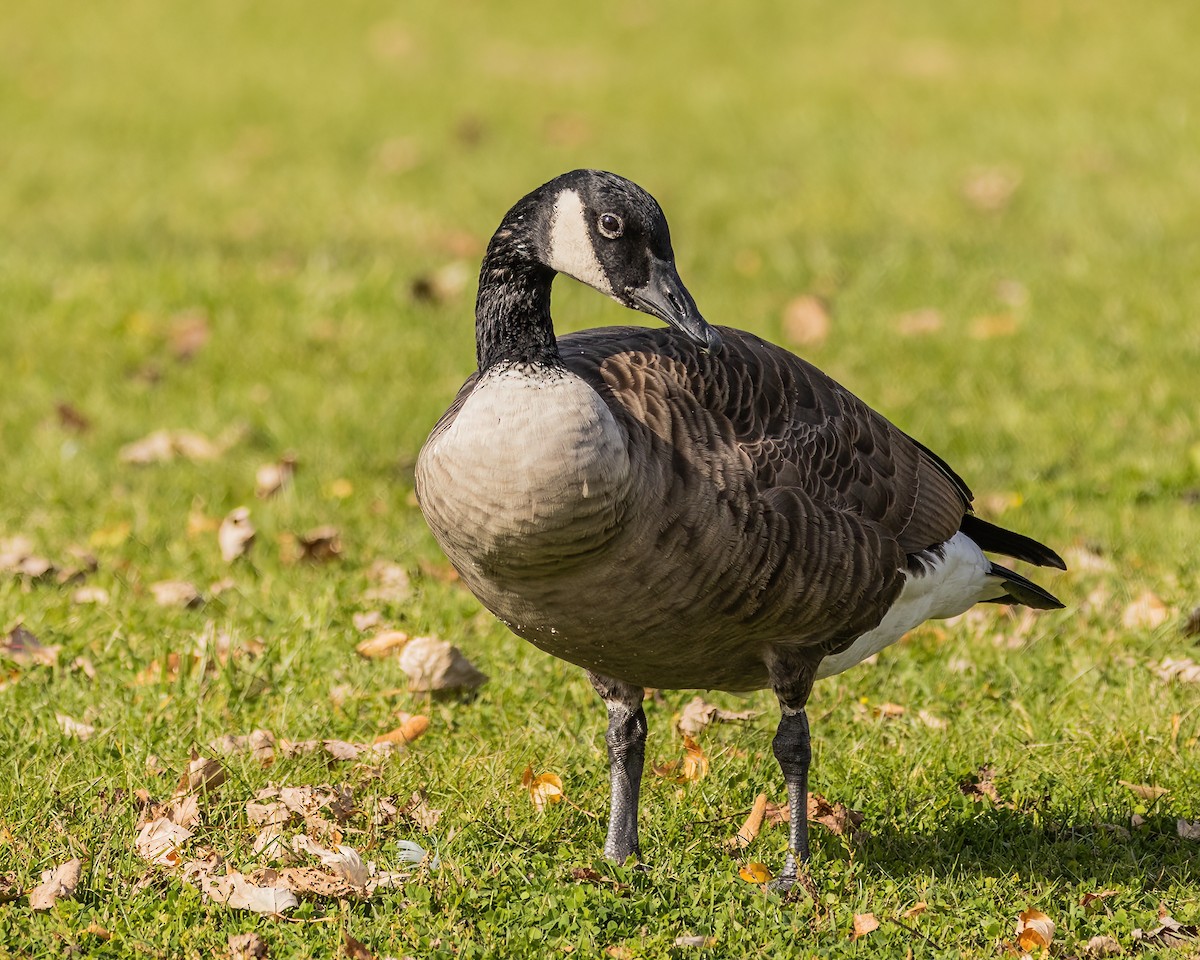 Canada Goose - ML502576921