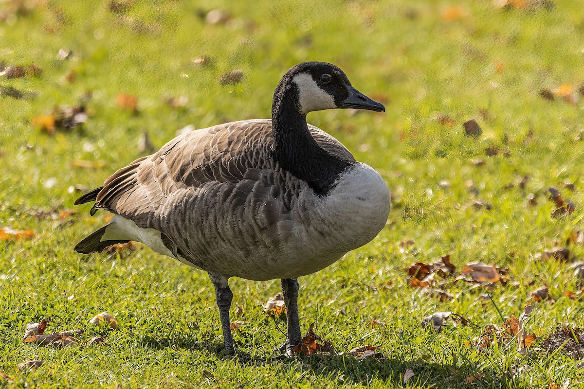 Canada Goose - ML502576931
