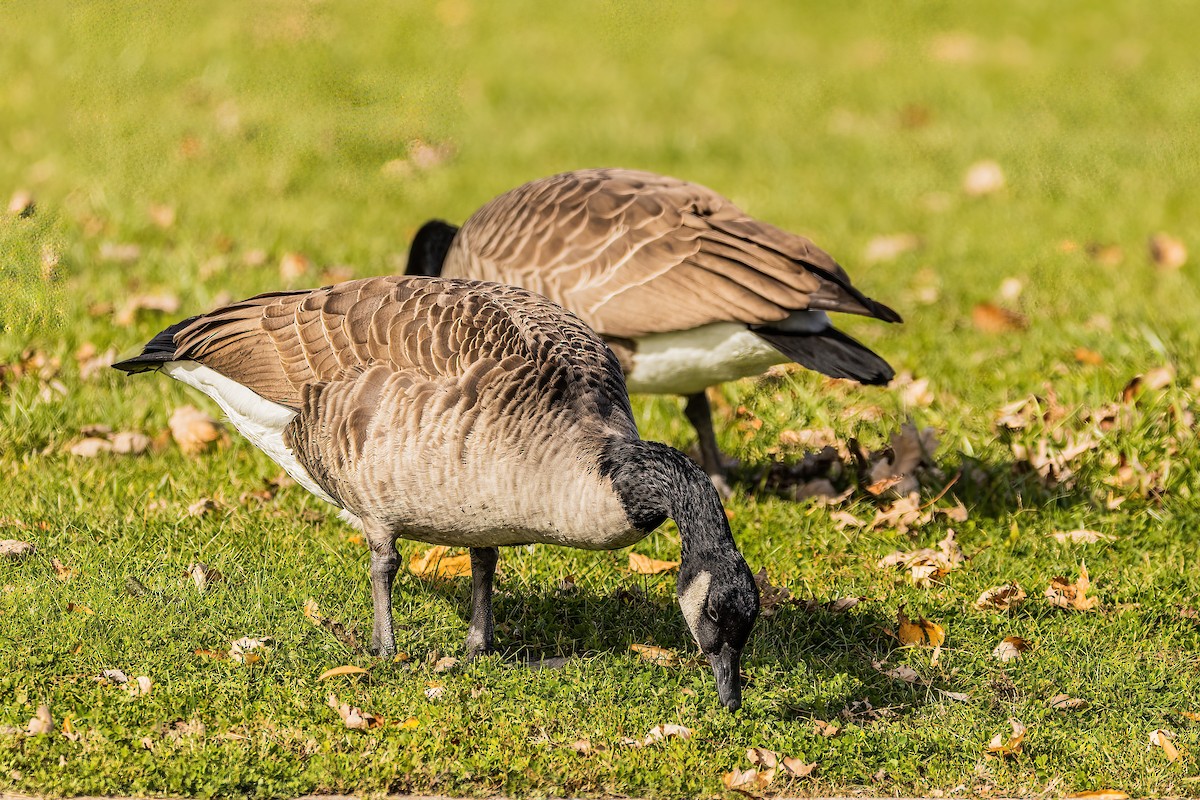 Canada Goose - ML502576941