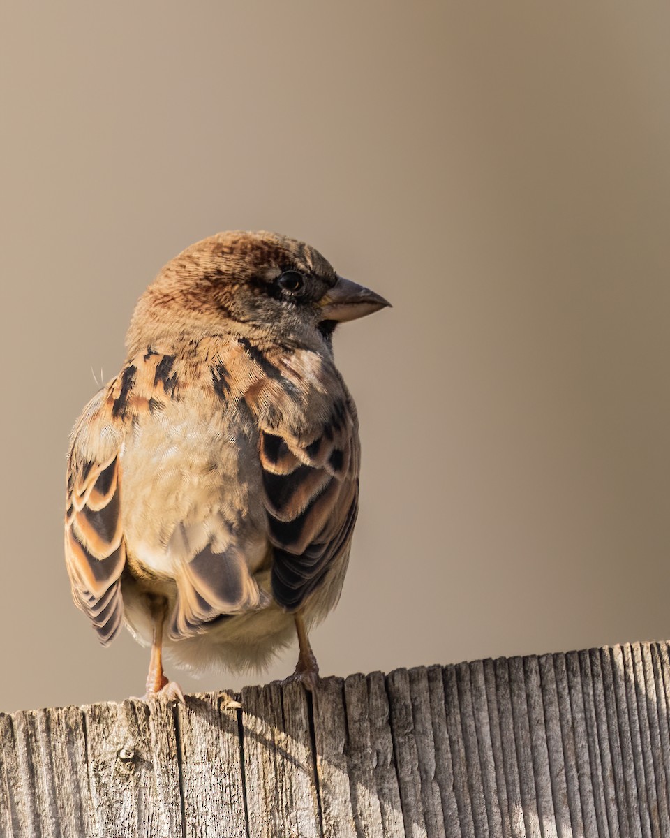 House Sparrow - ML502576991