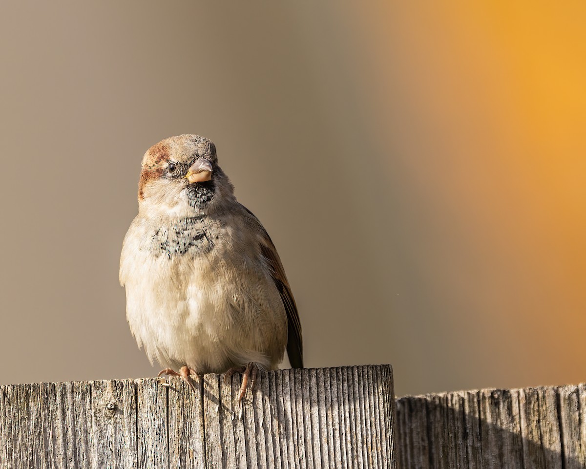 House Sparrow - ML502577001