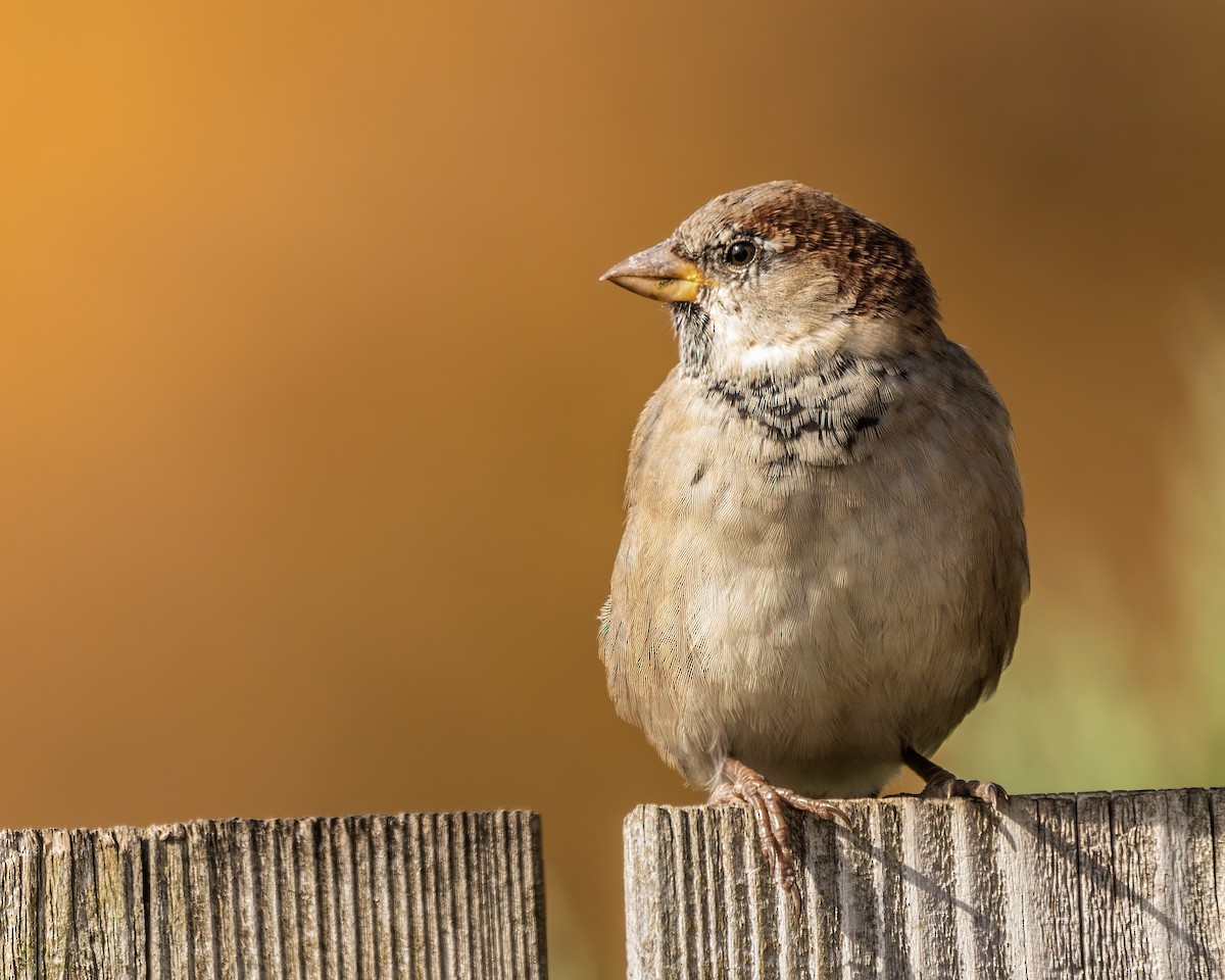 House Sparrow - ML502577011
