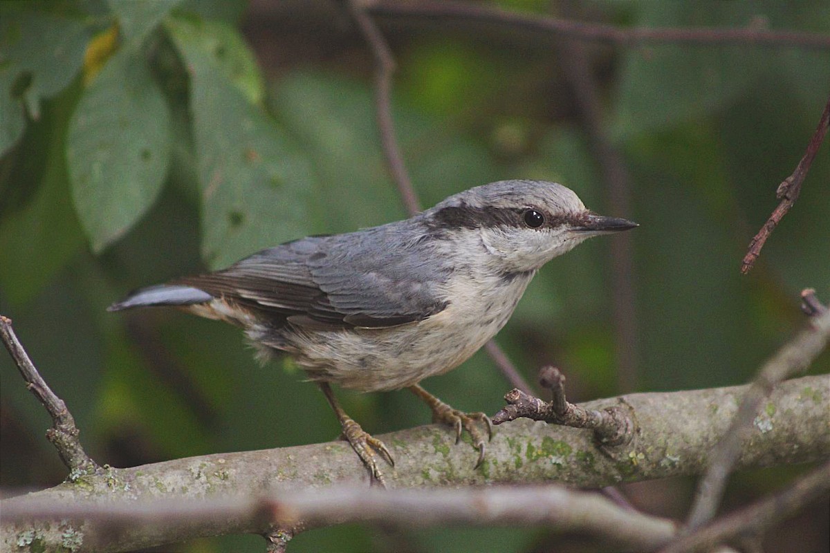 Eurasian Nuthatch - ML502577171