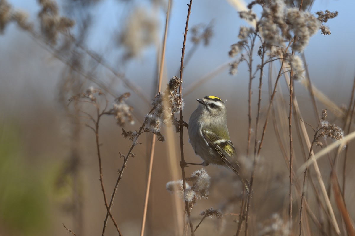 Roitelet à couronne dorée - ML502577191