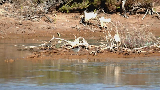 Common Sandpiper - ML502578271