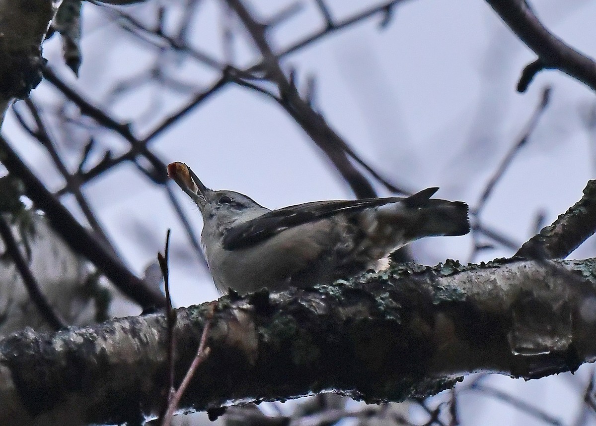 White-breasted Nuthatch - ML502578941