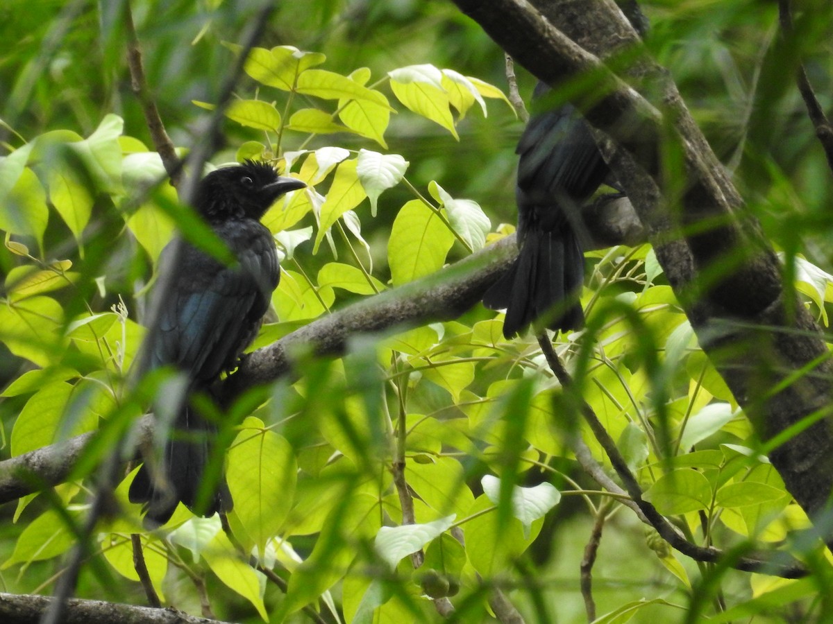 Greater Racket-tailed Drongo - ML502579191