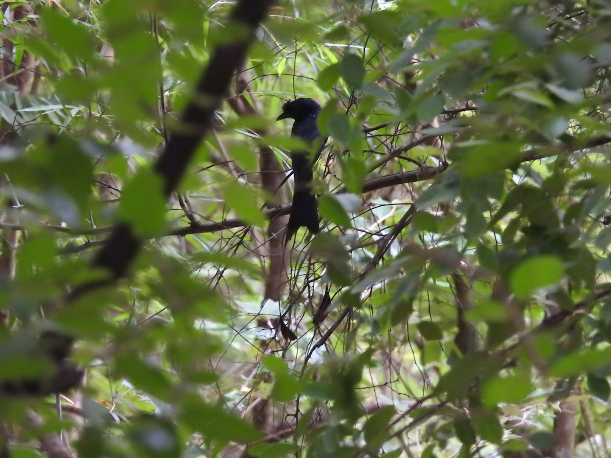 Greater Racket-tailed Drongo - ML502579201