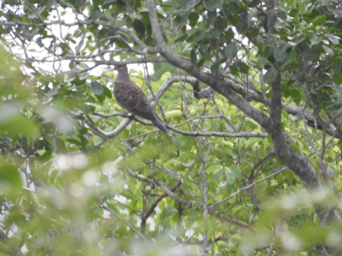 Oriental Turtle-Dove - ML502579311