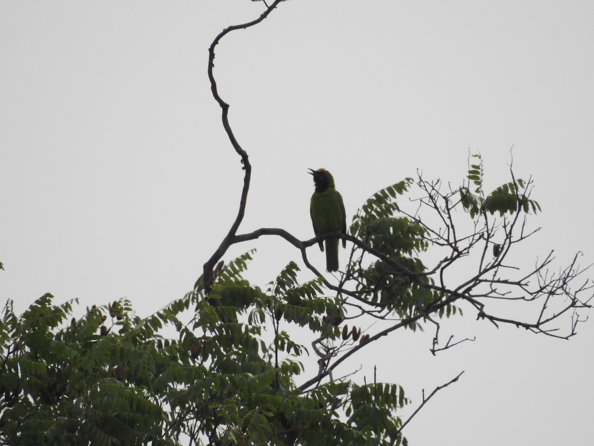 Golden-fronted Leafbird - ML502579501