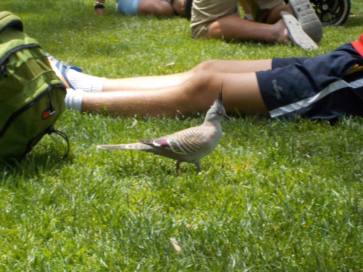 Crested Pigeon - ML502581101