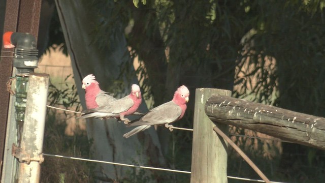 kakadu růžový - ML502583021