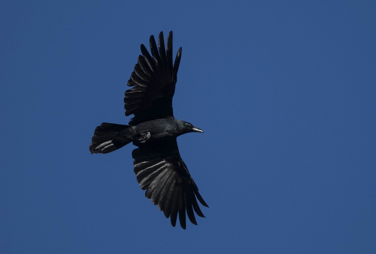 Large-billed Crow - ML502584201