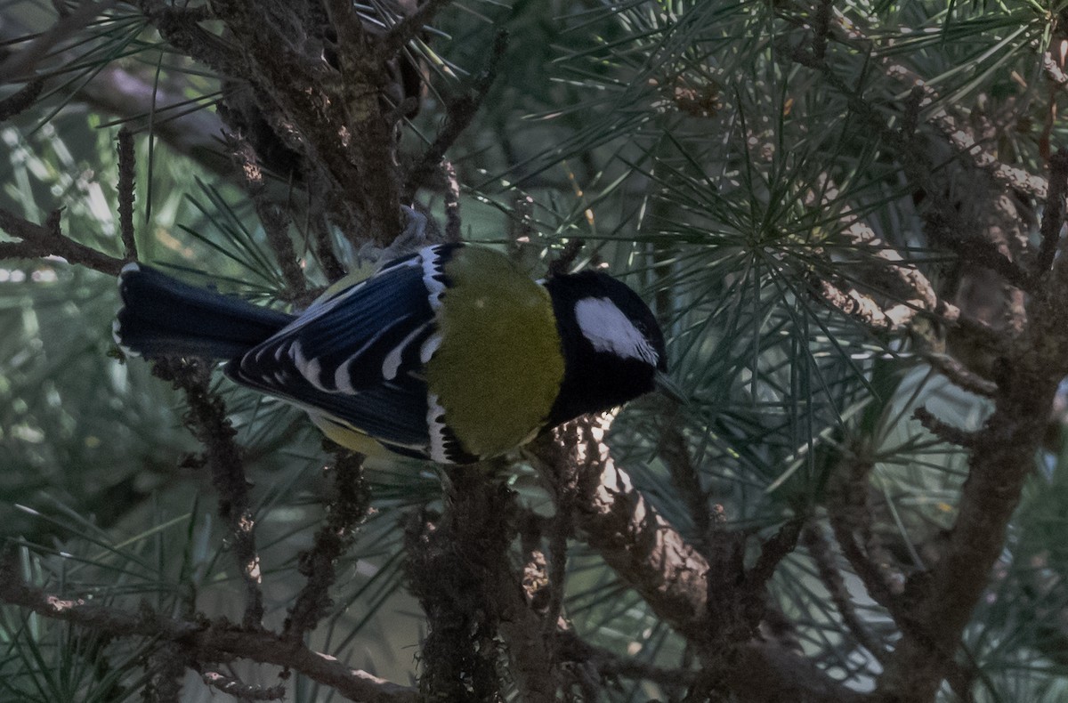 Green-backed Tit - ML502584441