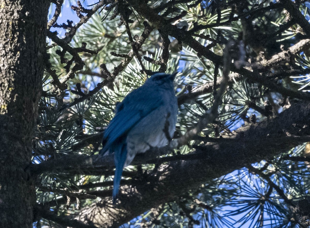 Verditer Flycatcher - ML502584551