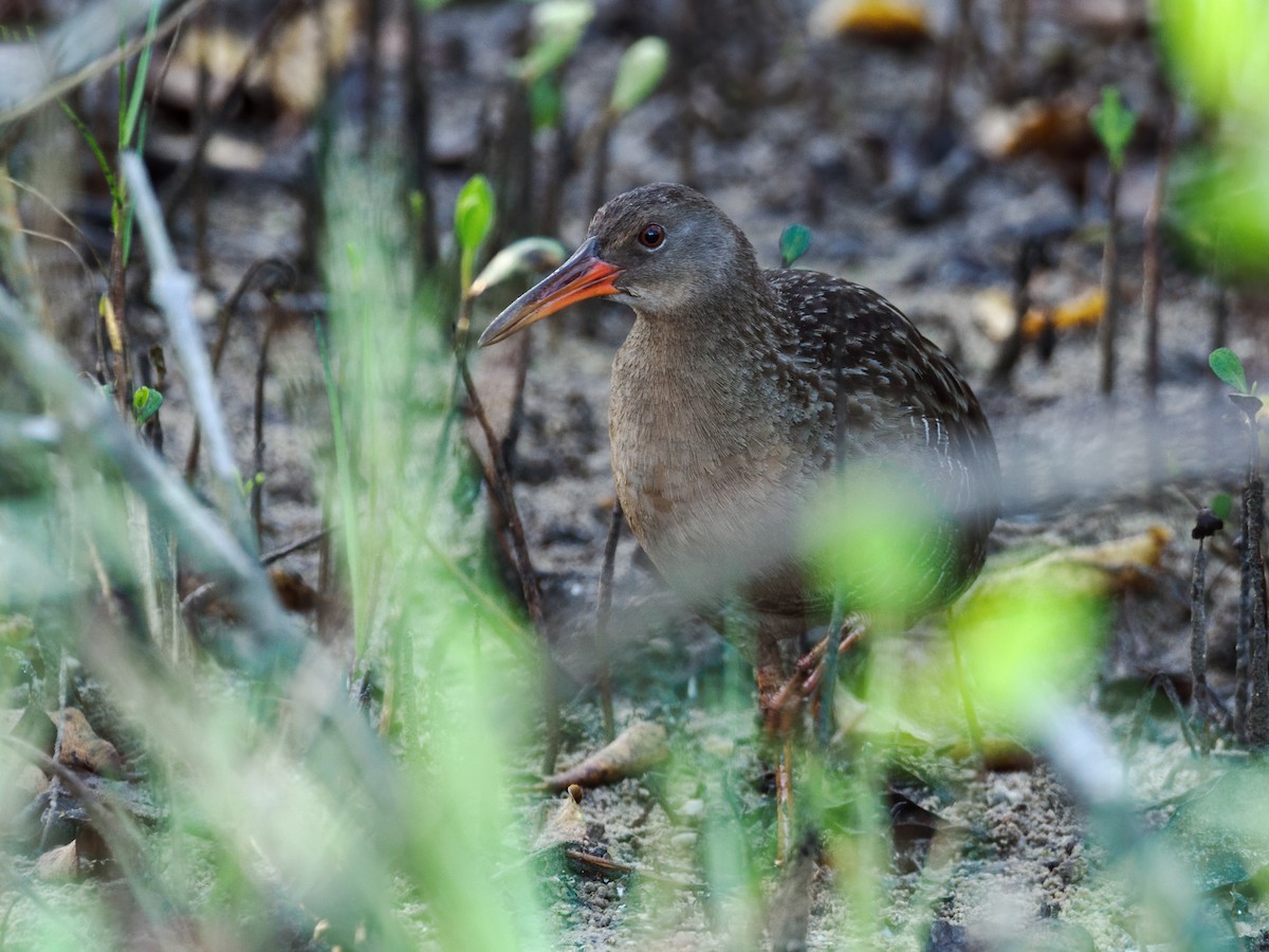 Mangrove Rail (Atlantic) - ML502584921