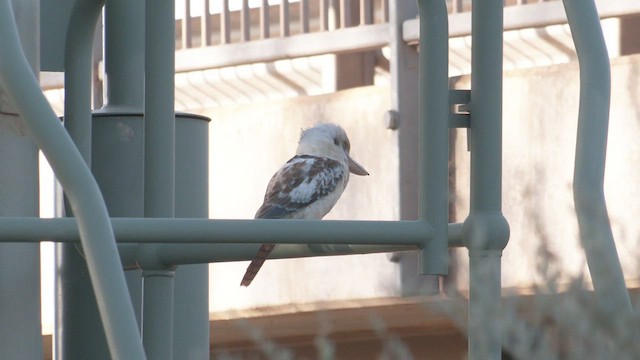 Martin-chasseur à ailes bleues - ML502586371