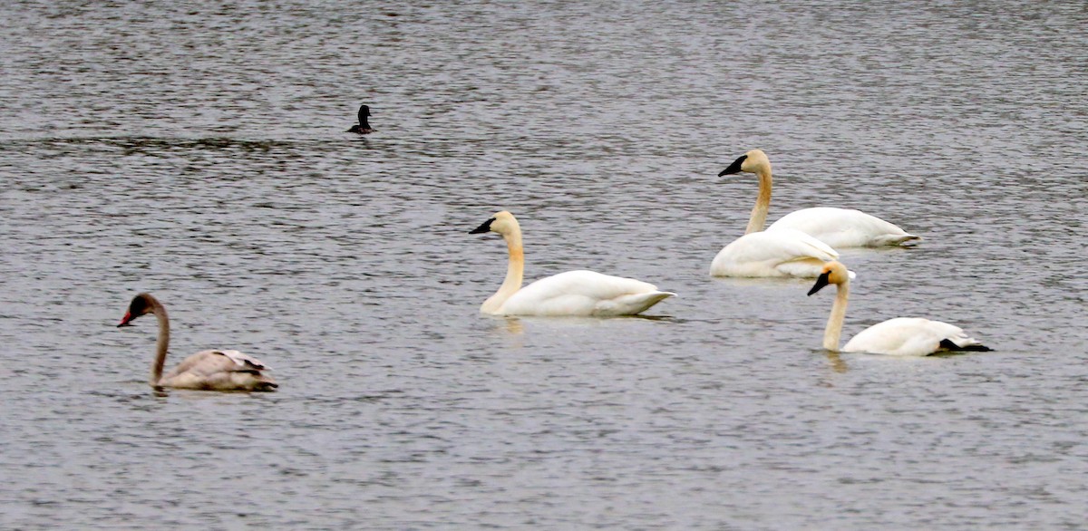 Trumpeter Swan - ML502586391