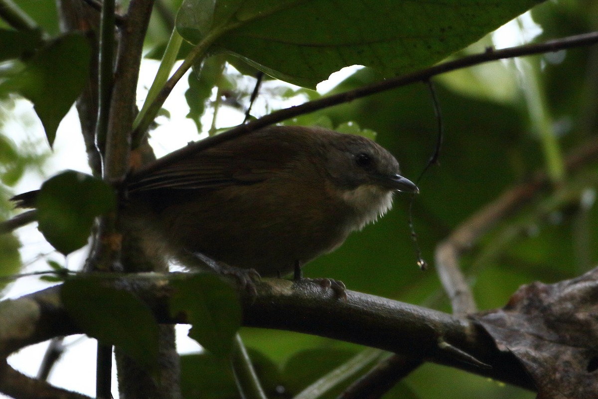 Brown Illadopsis (Brown) - Ohad Sherer