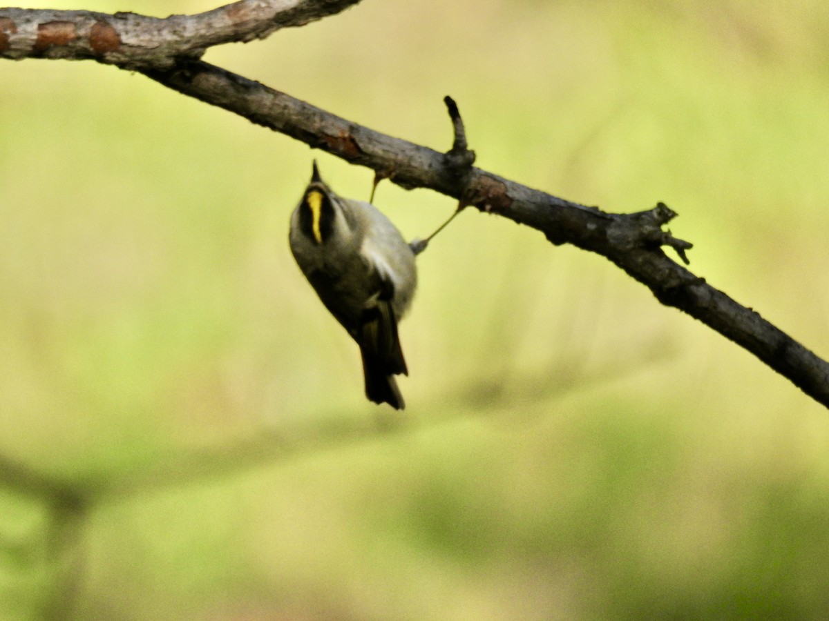 Golden-crowned Kinglet - ML502588131