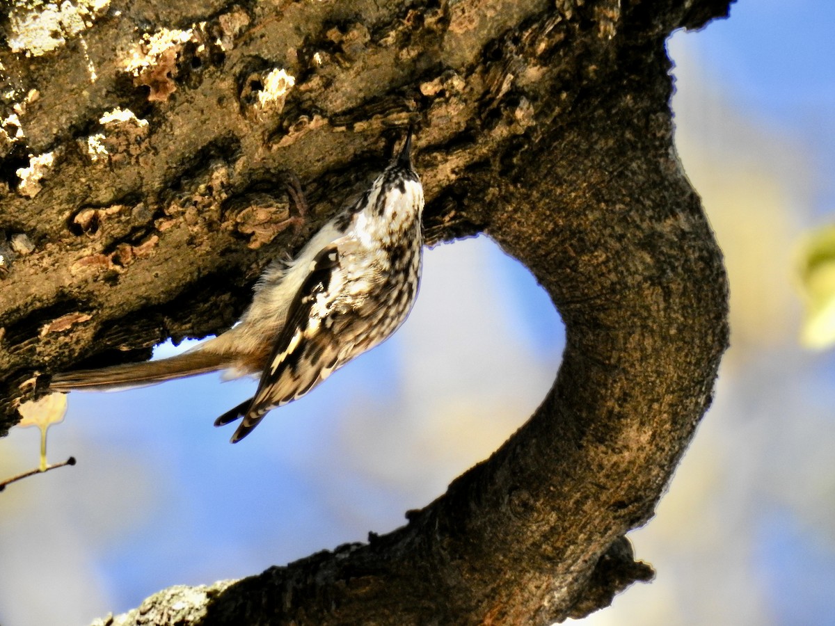 Brown Creeper - ML502588201