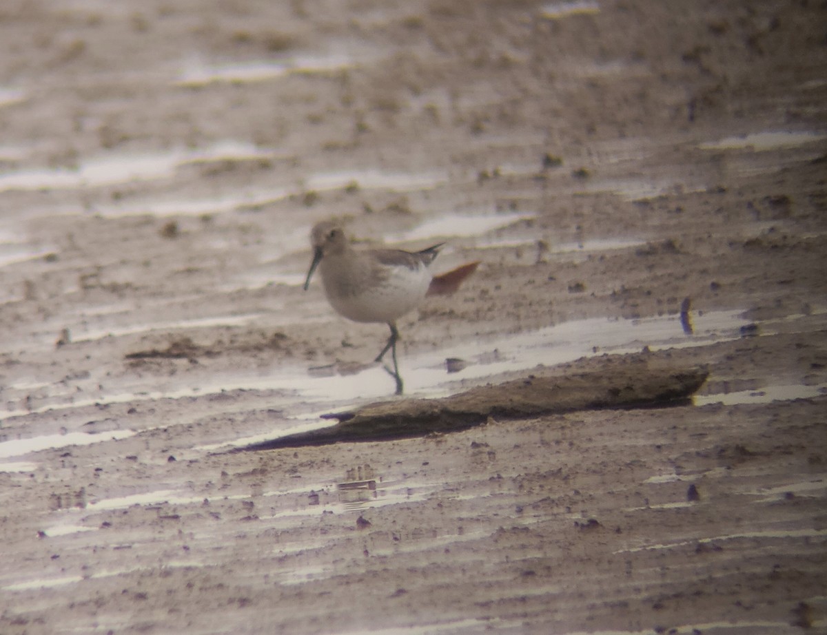 Dunlin - ML502589731