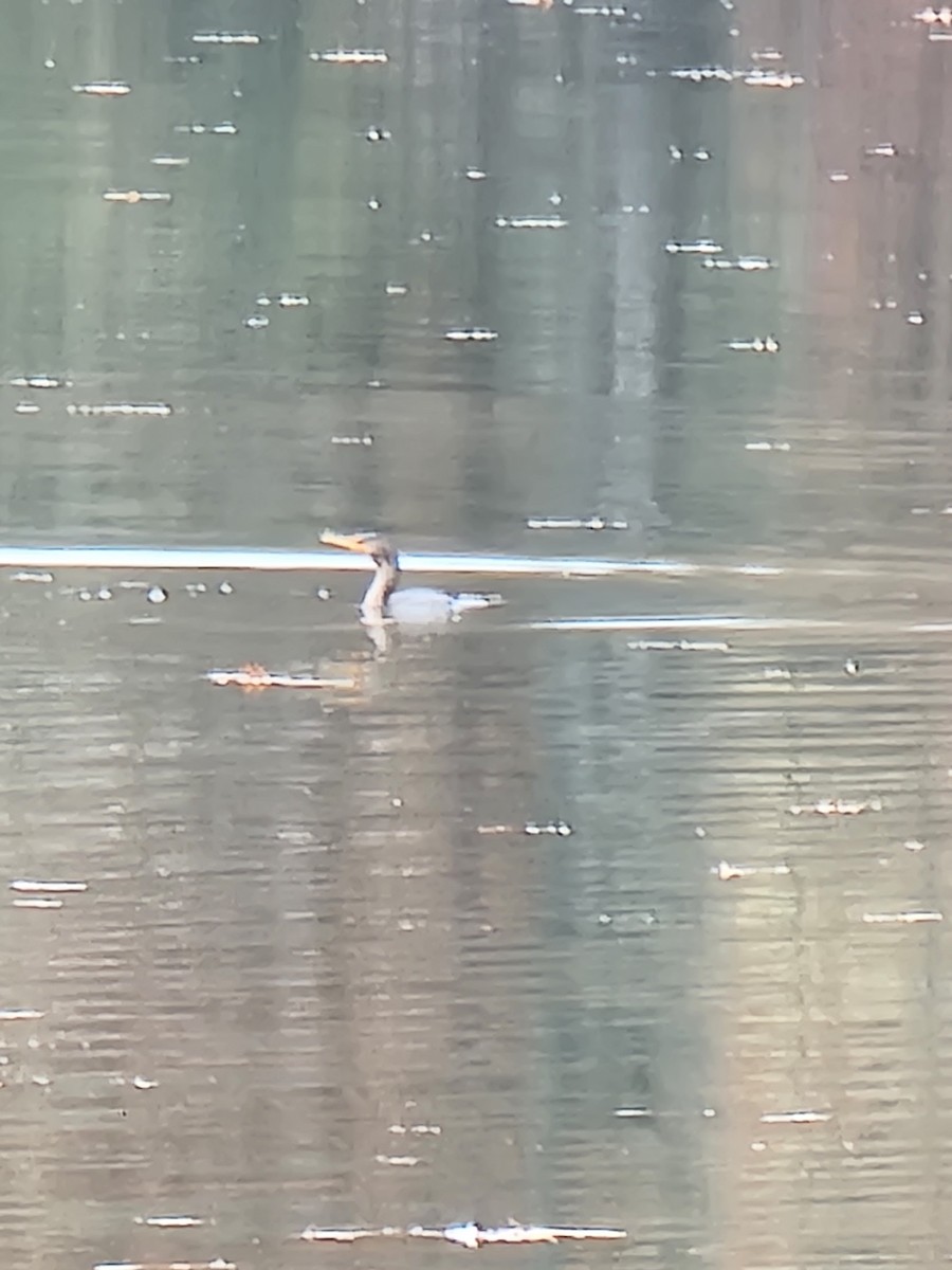 Double-crested Cormorant - ML502590511