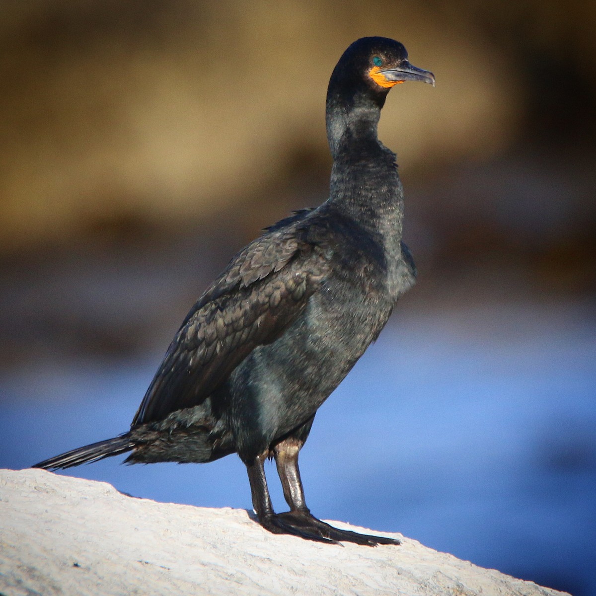 Cormorán de El Cabo - ML502590651