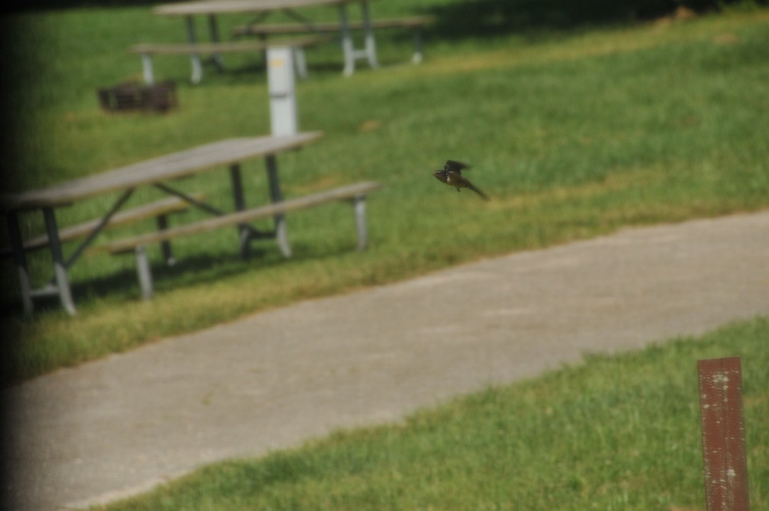 Barn Swallow - ML502591961