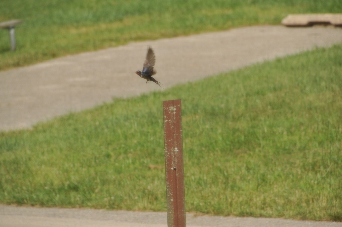 Barn Swallow - ML502591971