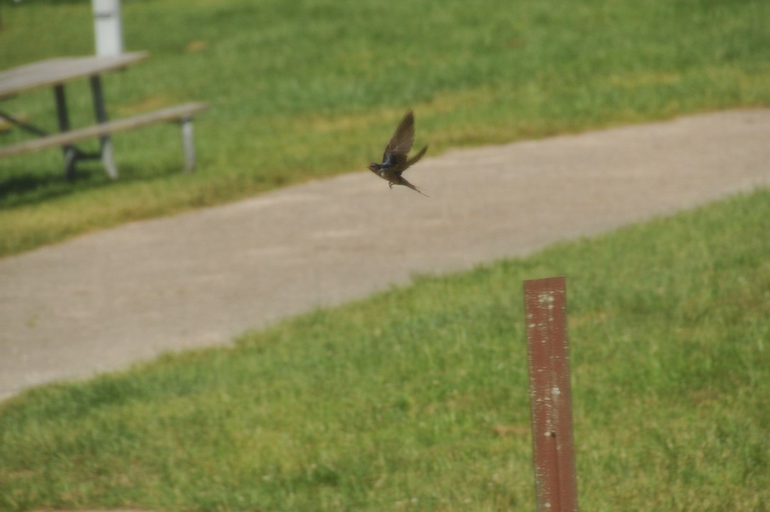 Barn Swallow - ML502591981