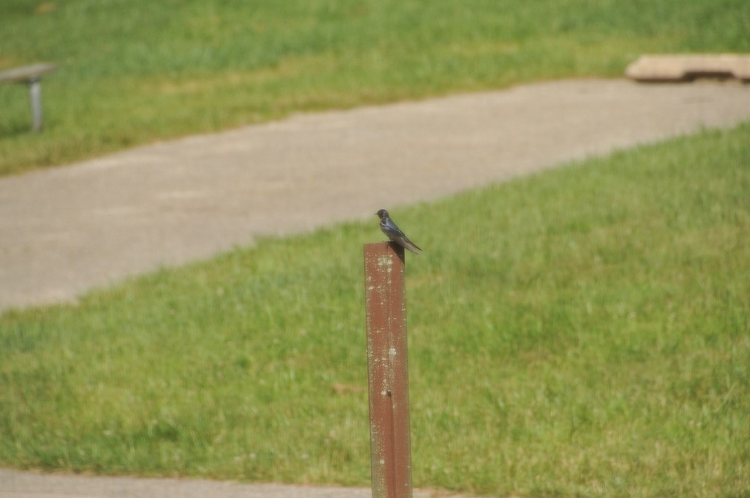 Barn Swallow - ML502591991